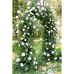 Ruža popínavá (Rosa rampicante) ´CLIMBING WHITE´ - výška 10-20 cm, P11